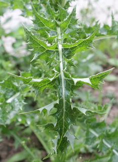 Prickly Sow-thistle