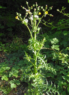 Prickly Sow-thistle