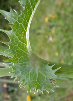 Prickly Sow-thistle