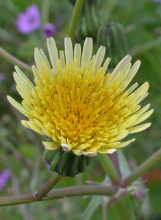 Smooth Sow-thistle