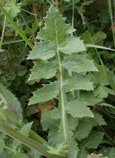 Smooth Sow-thistle