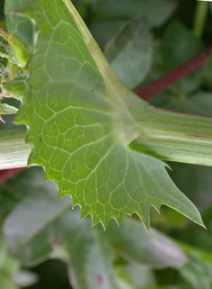 Smooth Sow-thistle