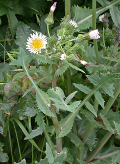 Smooth Sow-thistle