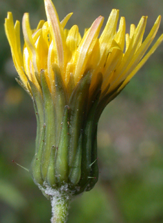 Smooth Sow-thistle