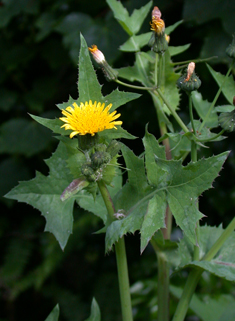 Smooth Sow-thistle