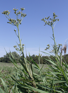 Marsh Sow-thistle