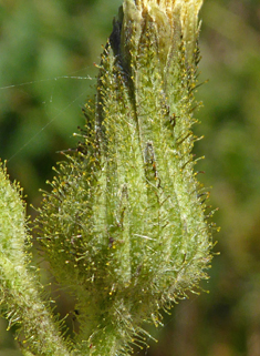 Marsh Sow-thistle