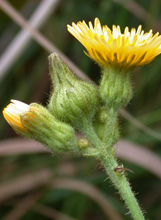 Marsh Sow-thistle