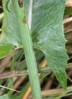 Marsh Sow-thistle