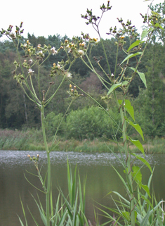 Marsh Sow-thistle