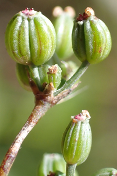 Corn Parsley