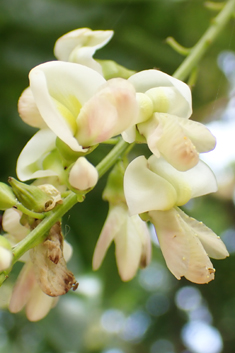 Japanese Pagoda Tree