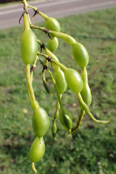 Japanese Pagoda Tree
