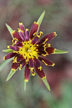 Crocus-leaved Goat's-beard