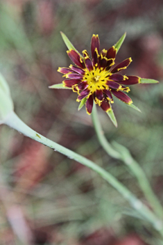 Crocus-leaved Goat's-beard