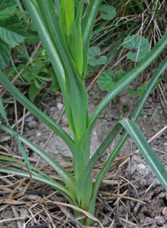 Common Goat's-beard