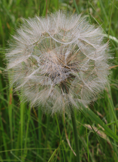 Common Goat's-beard