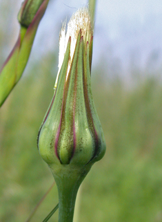 Common Goat's-beard