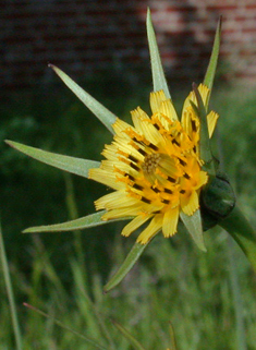 Common Goat's-beard