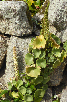 Common Navelwort