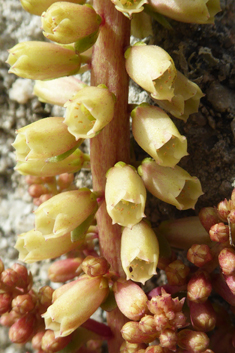 Common Navelwort