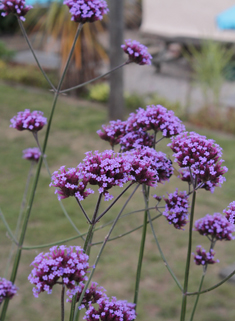 Argentinian Vervain