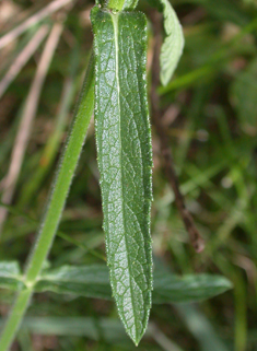 Argentinian Vervain