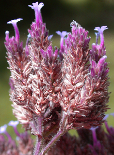 Argentinian Vervain
