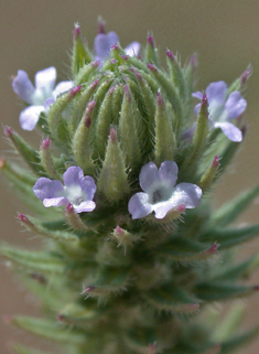 Slender Vervain