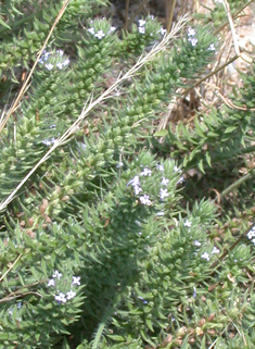 Slender Vervain