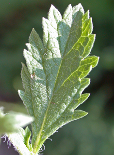 Slender Vervain