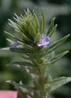 Slender Vervain