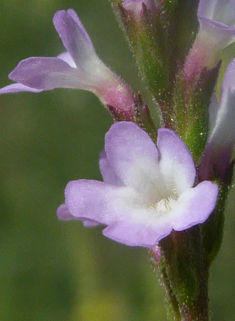 Common Vervain