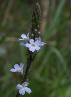 Common Vervain