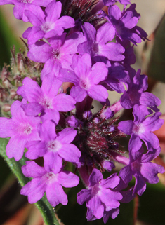 Slender Vervain