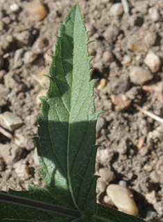 Slender Vervain