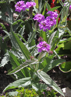 Slender Vervain