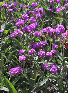 Slender Vervain