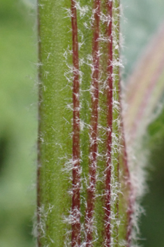 Nettle-leaved Mullein