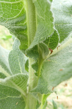 Dense-flowered Mullein