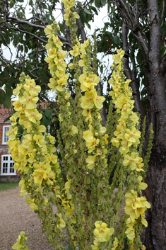 Olympic Mullein