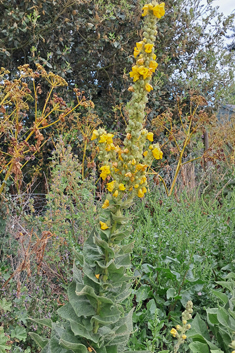 Verbascum x interjectum