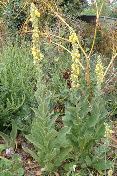 Orange Mullein