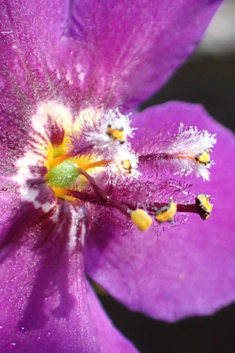 Purple Mullein