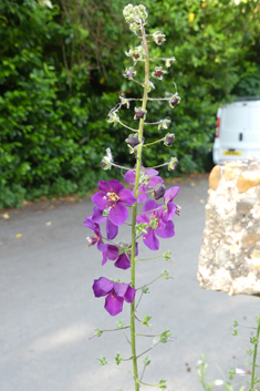 Purple Mullein