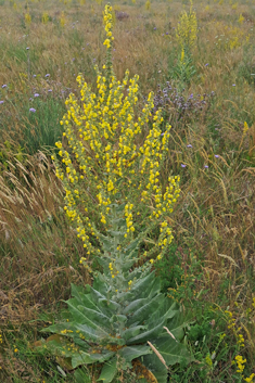 Hoary Mullein