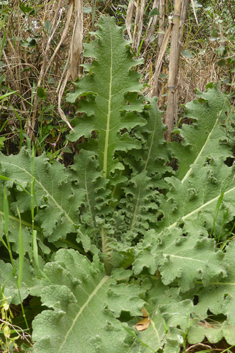 Sinuate Mullein