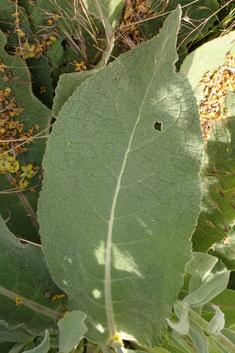 Verbascum x mixtum