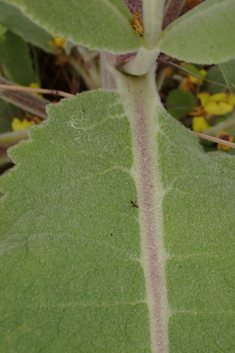 Verbascum x mixtum