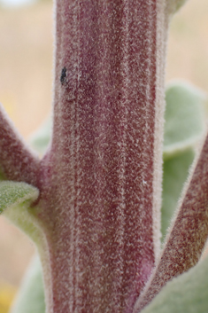 Verbascum x mixtum